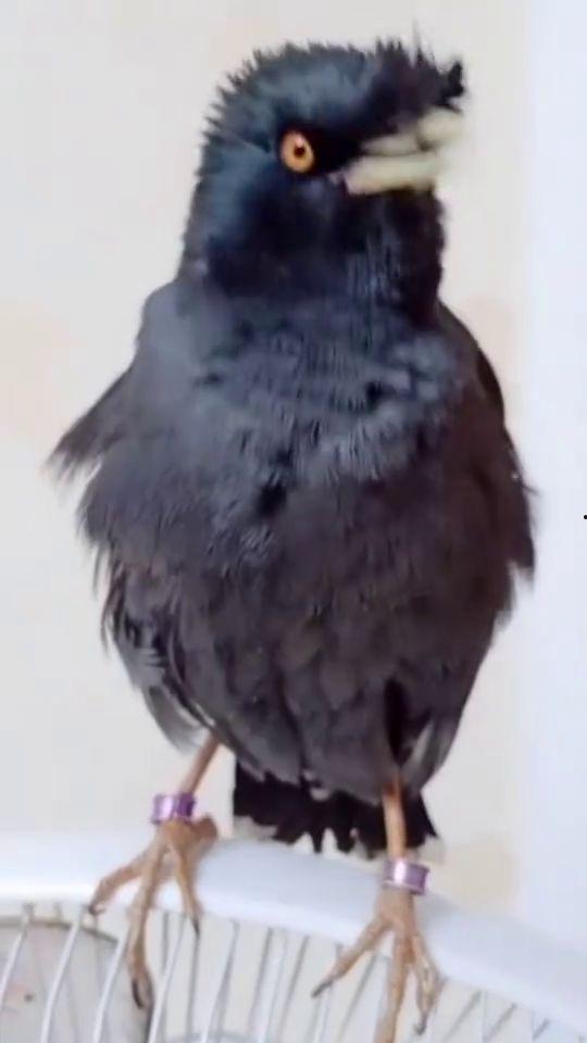 八哥今年爆料视频是真的吗,真相即将揭晓  第1张