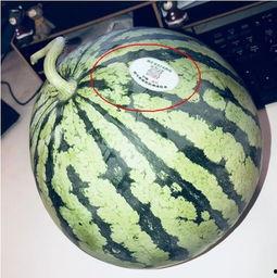 新沂网红吃瓜,揭秘网络红人的幕后故事